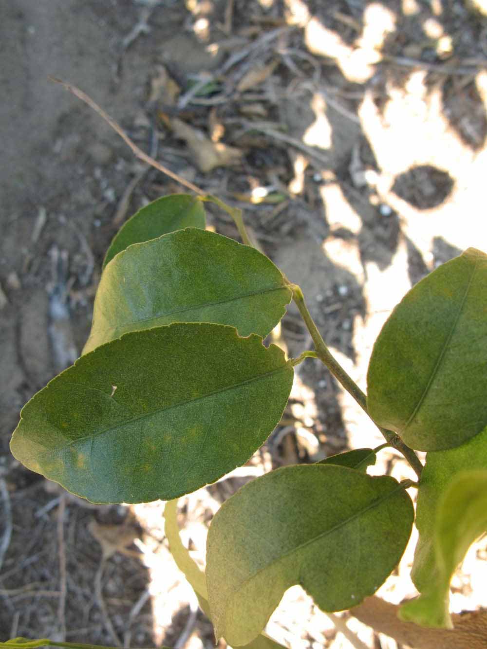            Shade leaves (Winter Haven, FL)   